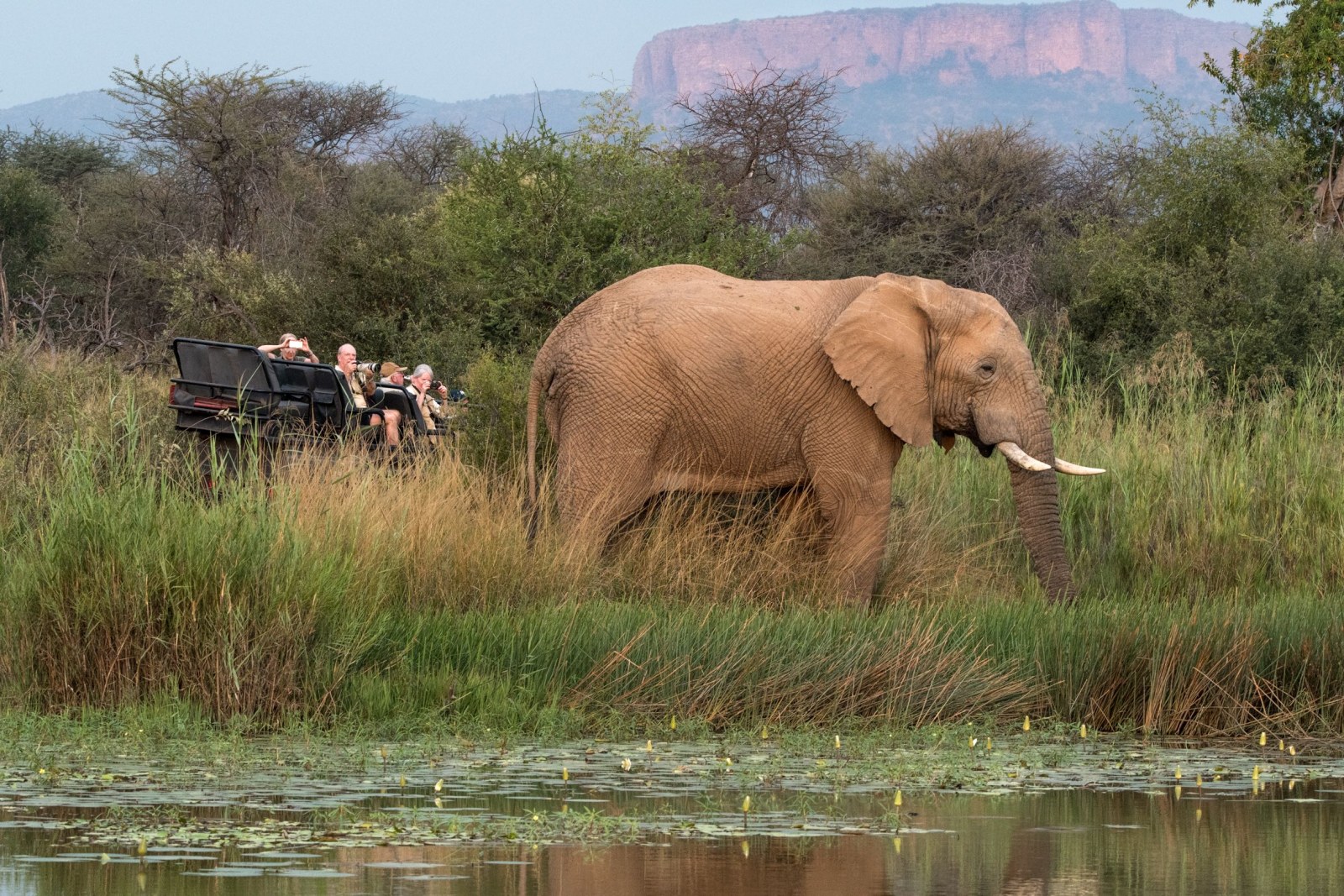 Game drive with elephants in Marakele National Park