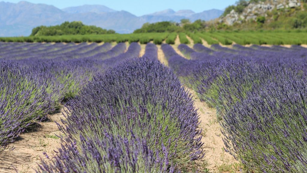 Children at the Lavender and Waterblommetjie fields at Babylonstoren